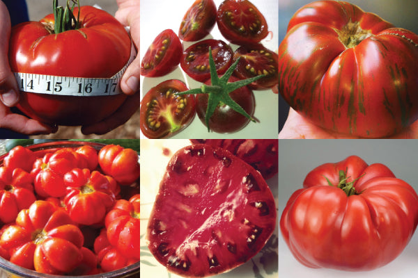 Heirloom Collection, Tomato Seeds