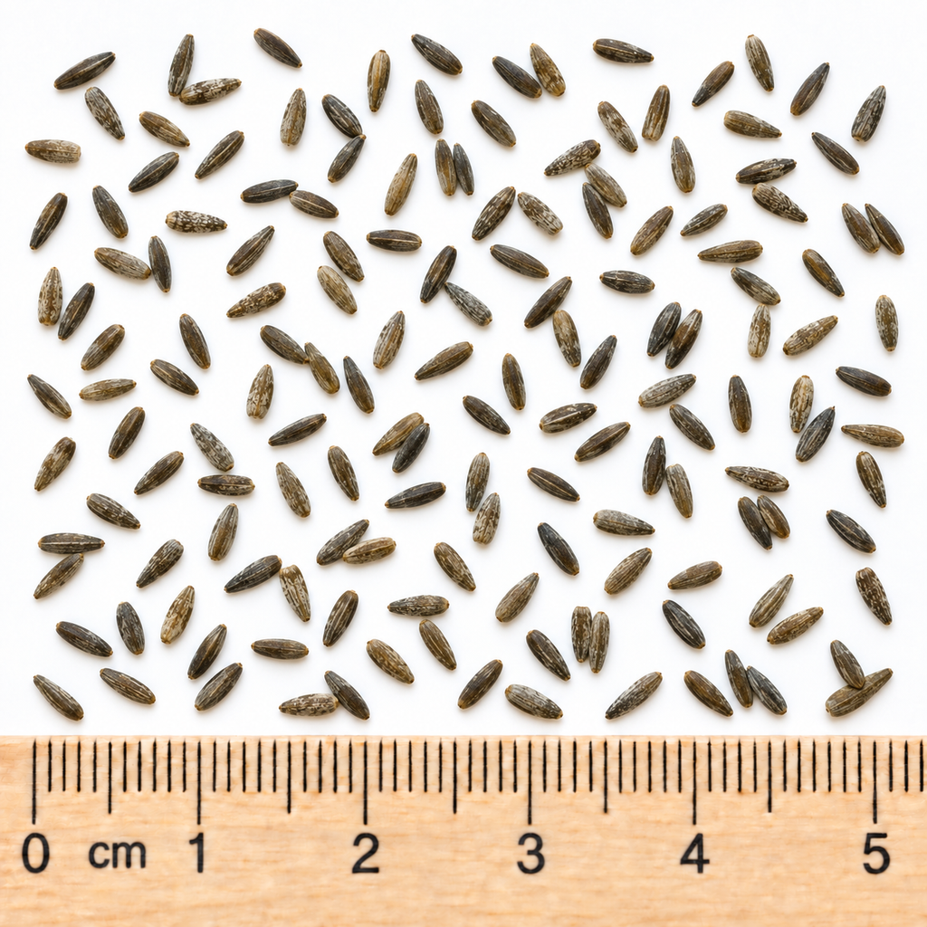 Tall, Sunflower Seed