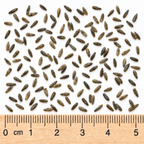 Tall, Sunflower Seed