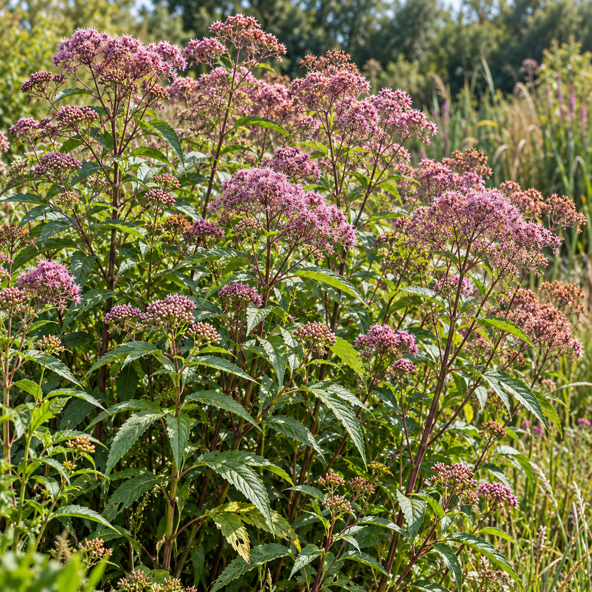 Hemp Agrimony, Eupatorium Seed