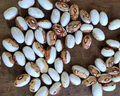 Hidatsa Shield, Bean Seeds