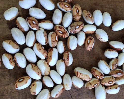 Hidatsa Shield, Bean Seeds