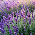 Hidcote Blue-Strain, Lavender Seeds