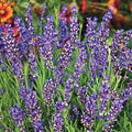Hidcote Superior, Lavender Seeds