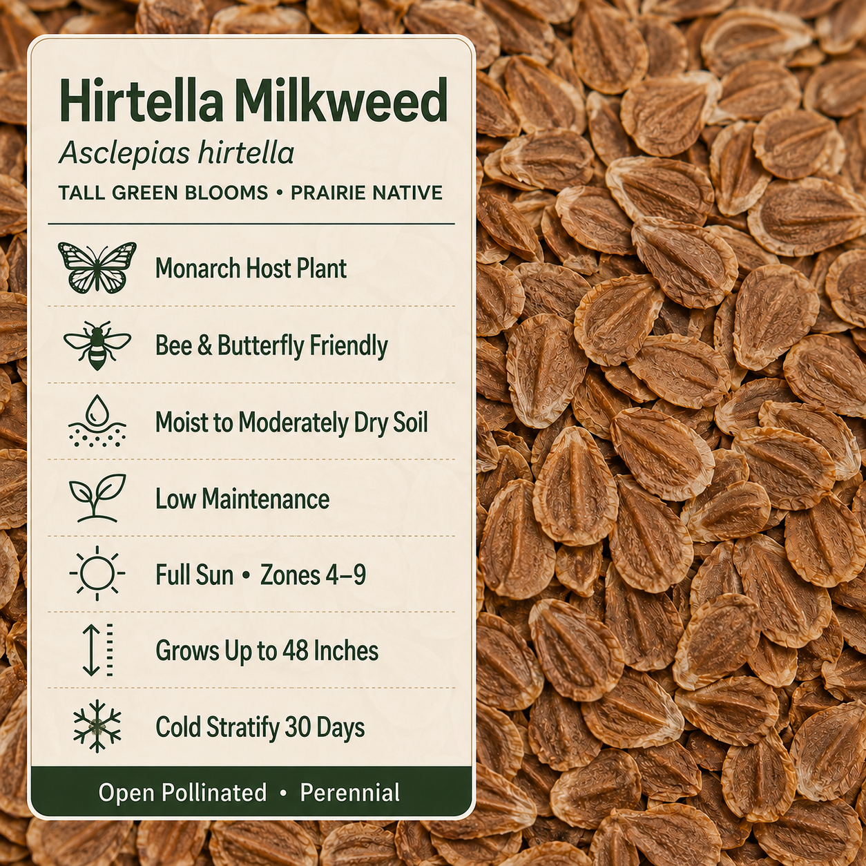 Hirtella Milkweed growing attributes