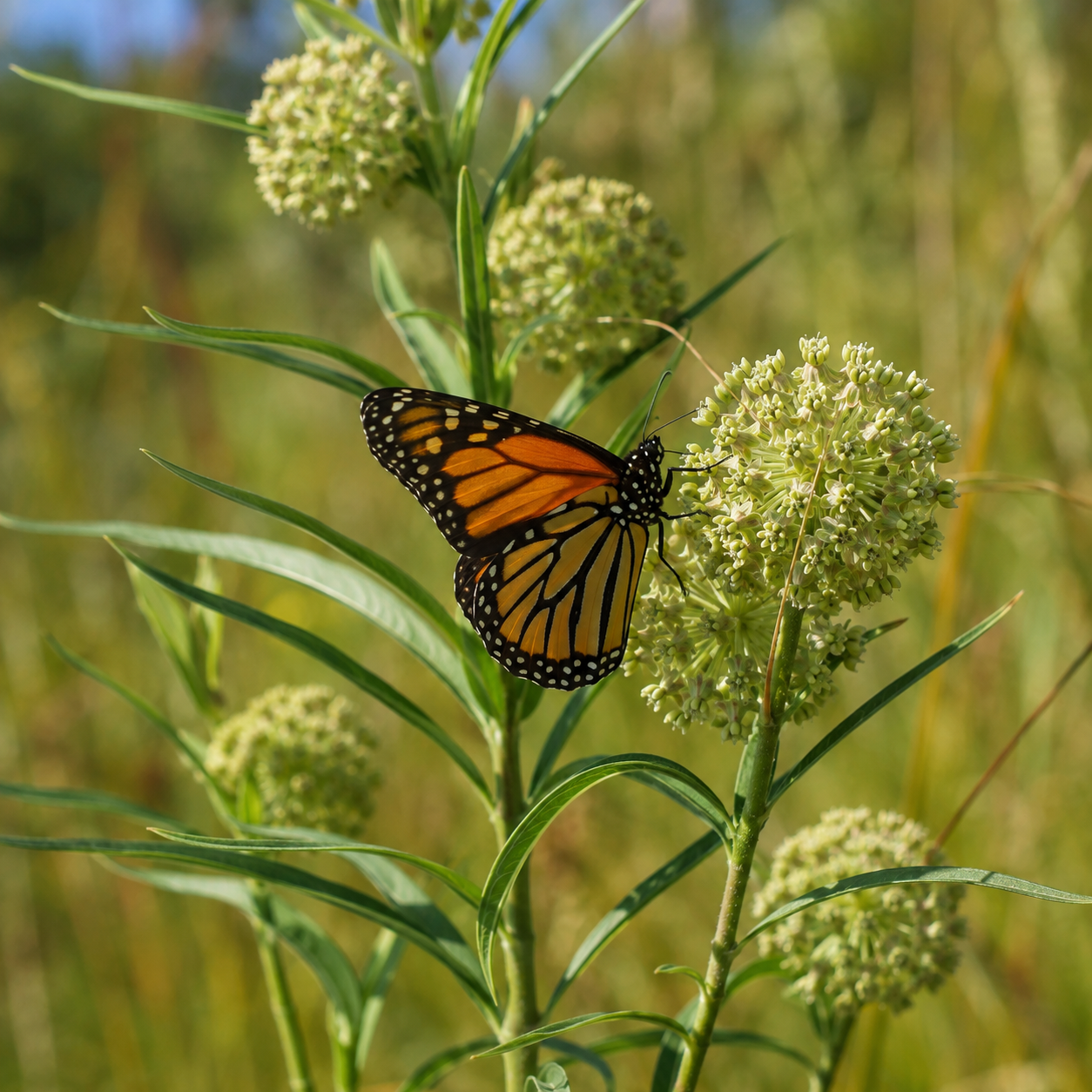 Hirtella Milkweed in bloom