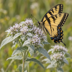 Hoary, Mountain Mint Seeds