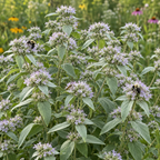 Hoary, Mountain Mint Seed