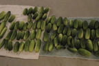 Homemade Pickles, Cucumber Seeds