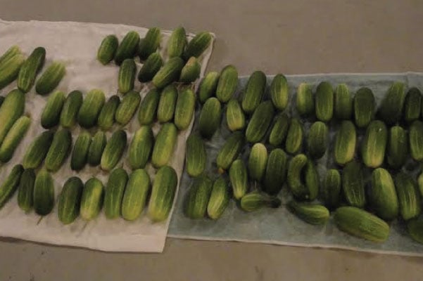 Homemade Pickles, Cucumber Seeds