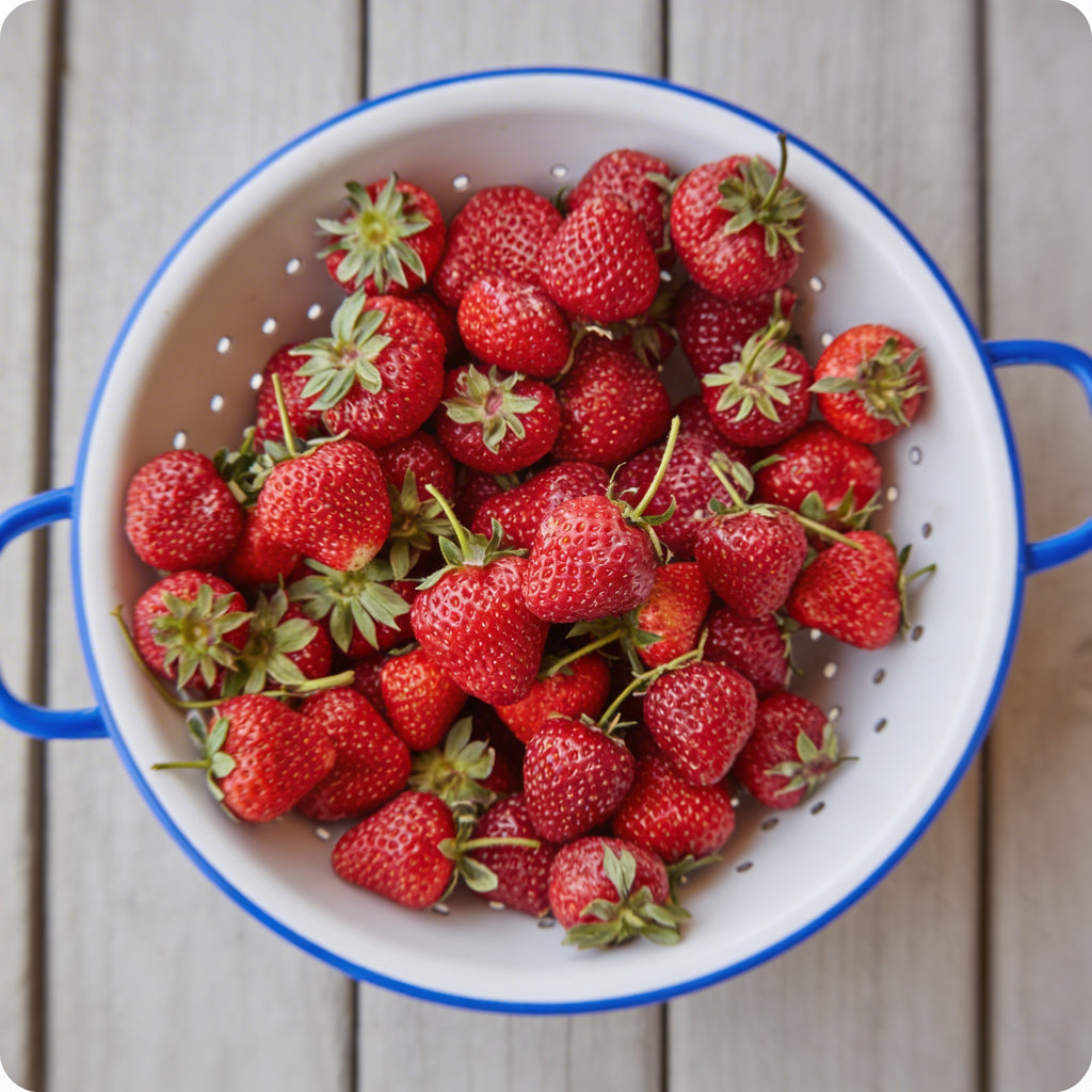 Honeoye, Strawberry Plants