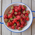 Honeoye, Strawberry Plants