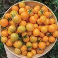Honey Drop, Tomato Seeds