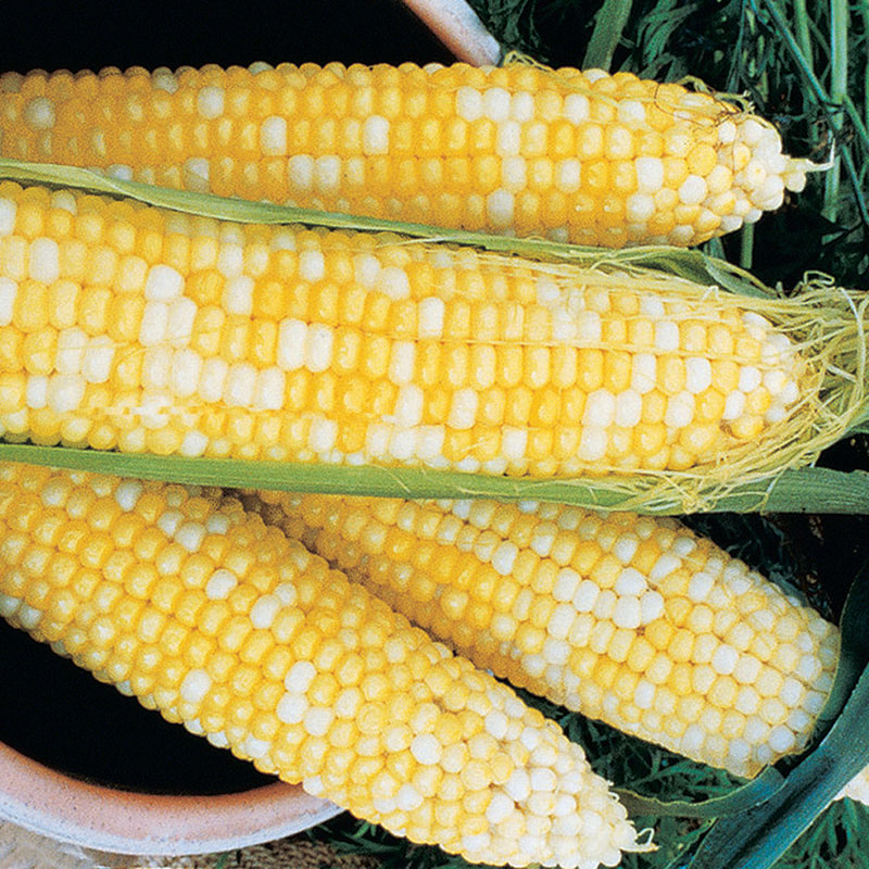 Honey & Cream, (F1) Corn Seed