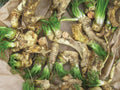 Common, Horseradish Roots