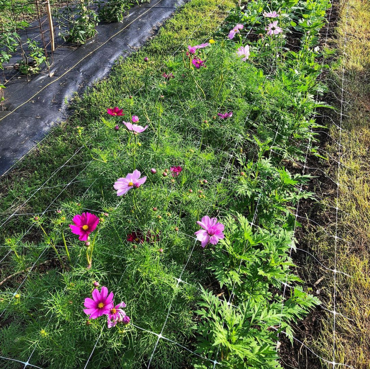 Hortonova FA Trellis: 42" x 328'