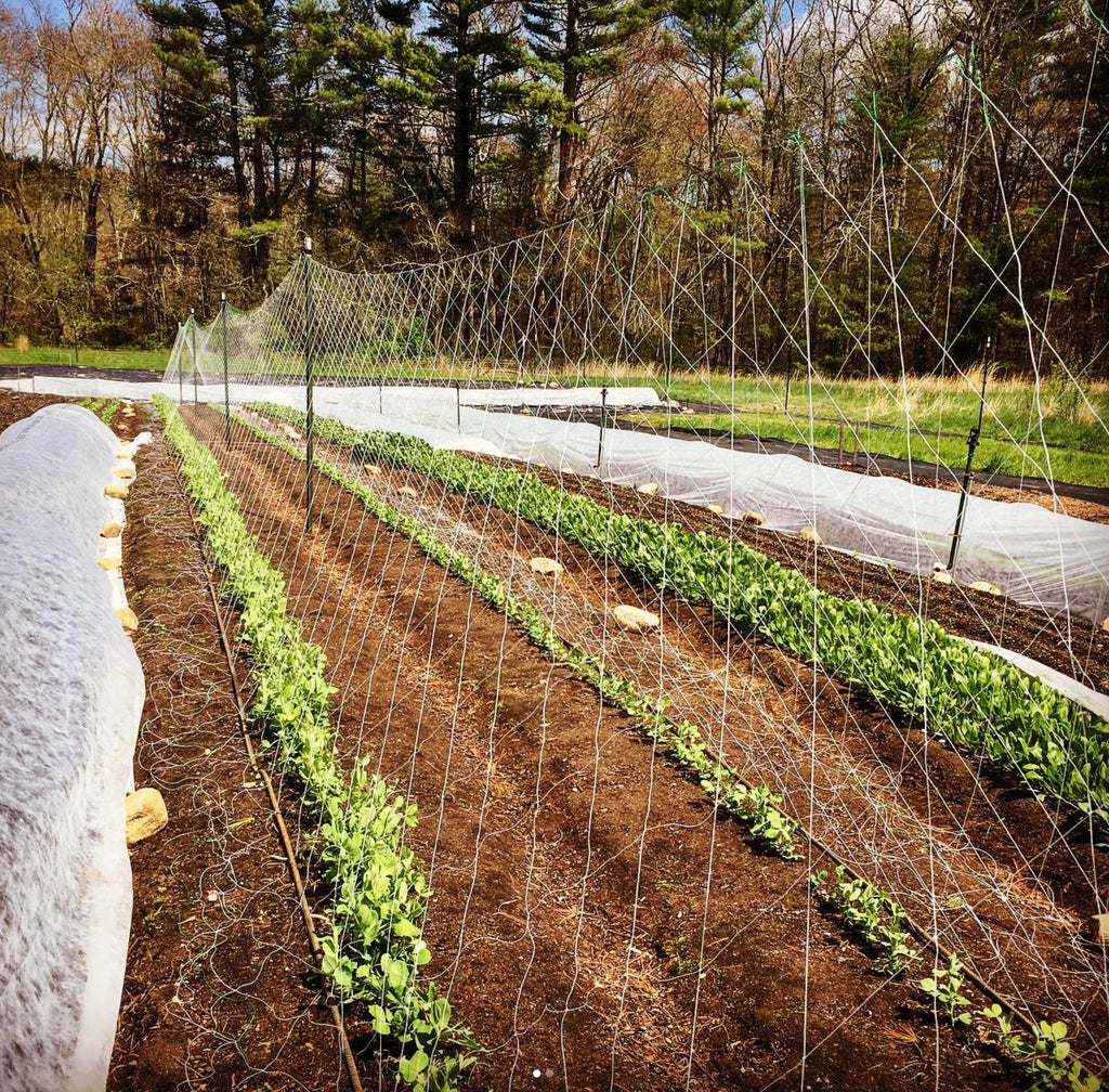 Hortonova FG Trellis: 79" x 100'