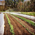 Hortonova FG Trellis: 79" x 100'