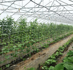 Hortonova FG Trellis: 67" x 328'