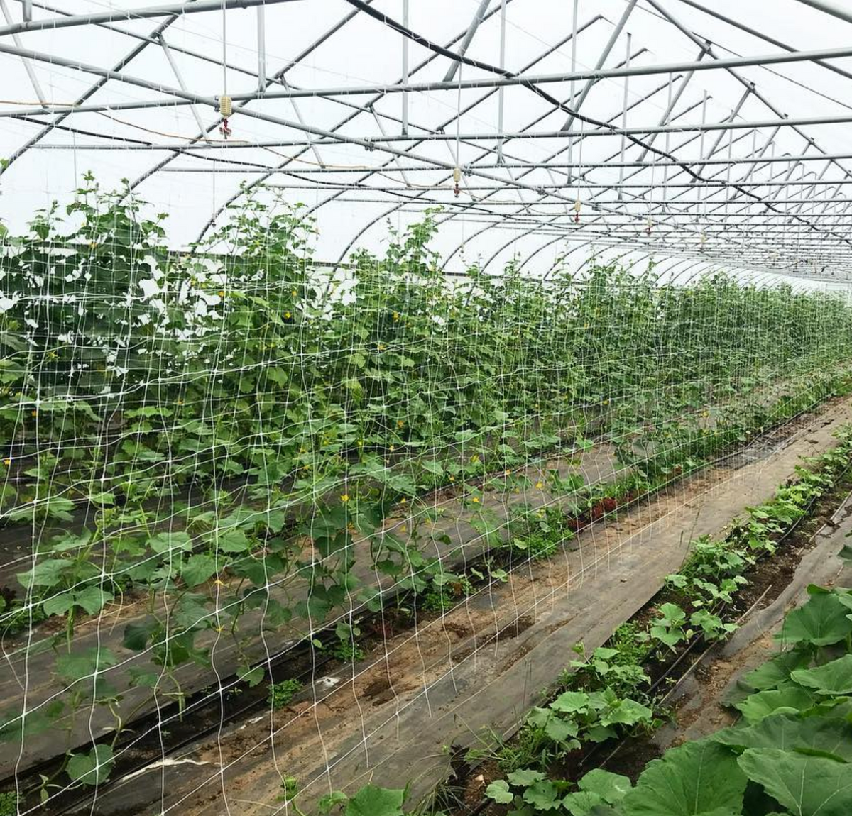Hortonova FG Trellis: 67" x 328'