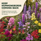 Hummingbird Flower Varieties