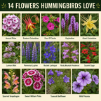 Hummingbird Flower Variety Chart