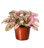 Confetti Pink, Hypoestes Seed