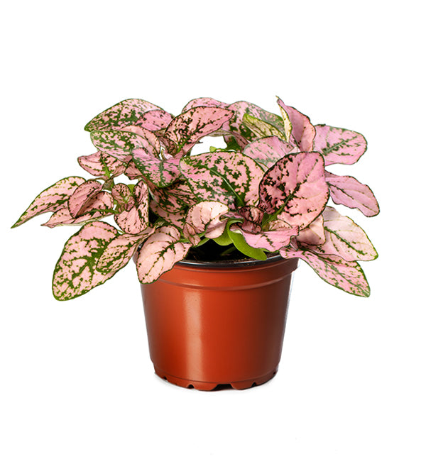 Confetti Pink, Hypoestes Seed