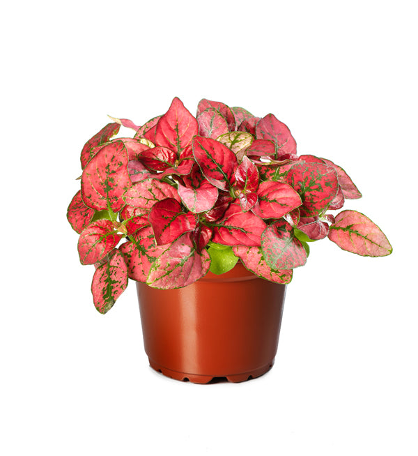 Confetti Red, Hypoestes Seed