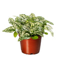Confetti White, Hypoestes Seed