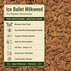 Ice Ballet Milkweed growing attributes
