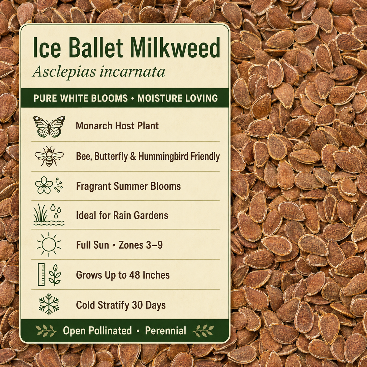 Ice Ballet Milkweed growing attributes