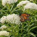 Ice Ballet Milkweed in bloom