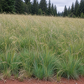 Idaho Fescue Seed