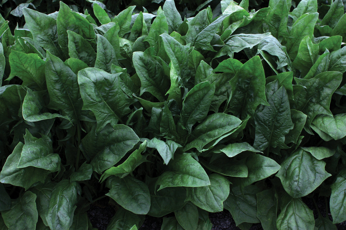 Imperial Star, (F1) Spinach Seeds