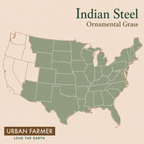 Indian Steel ornamental grass native map