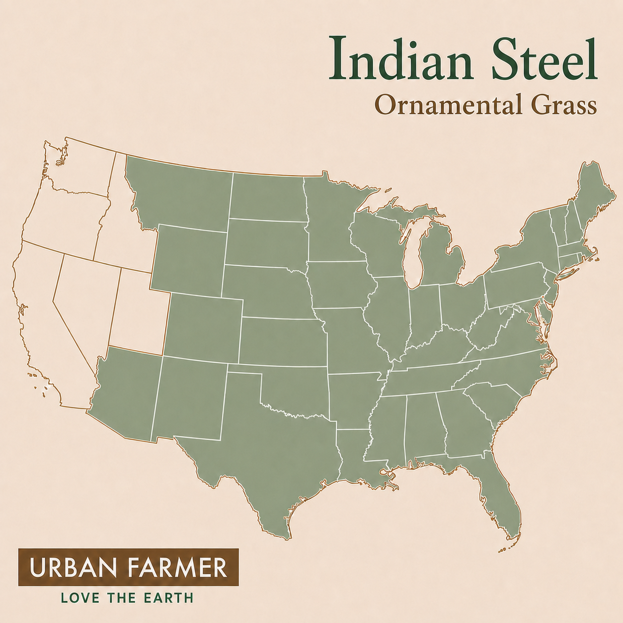 Indian Steel ornamental grass native map
