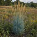Indian Steel ornamental grass in nature