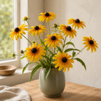 Indian Summer, Black-Eyed Susan Seed