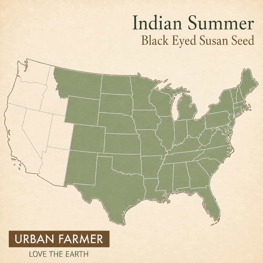Indian Summer, Black-Eyed Susan Seed