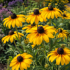 Indian Summer, Black-Eyed Susan Seed
