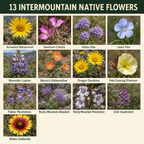 Intermountain Native Flower Catalog