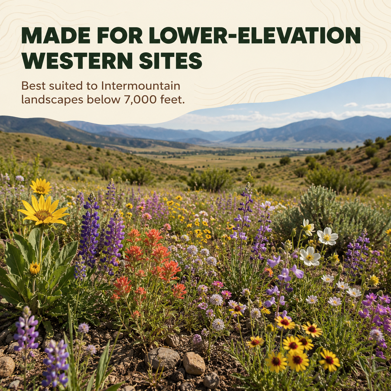 Intermountain Western State Wildflower