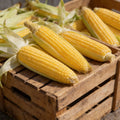 Iochief, (F1) Corn Seed