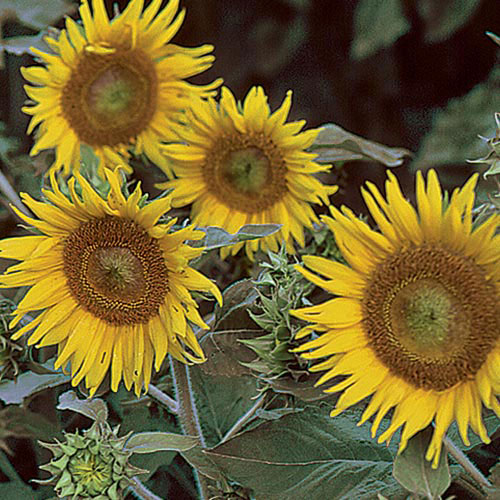 Irish Eyes, Sunflower Seeds