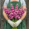 Iron Rose Pink, Stock Seeds