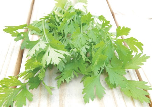 Italian Plain Leaf, Parsley Seeds
