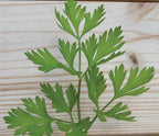 Italian Plain Leaf, Parsley Seeds