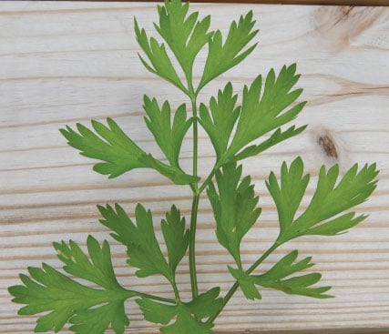 Italian Plain Leaf, Parsley Seeds