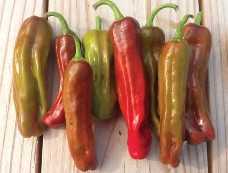 Pepperoncini Italian, Pepper Seeds